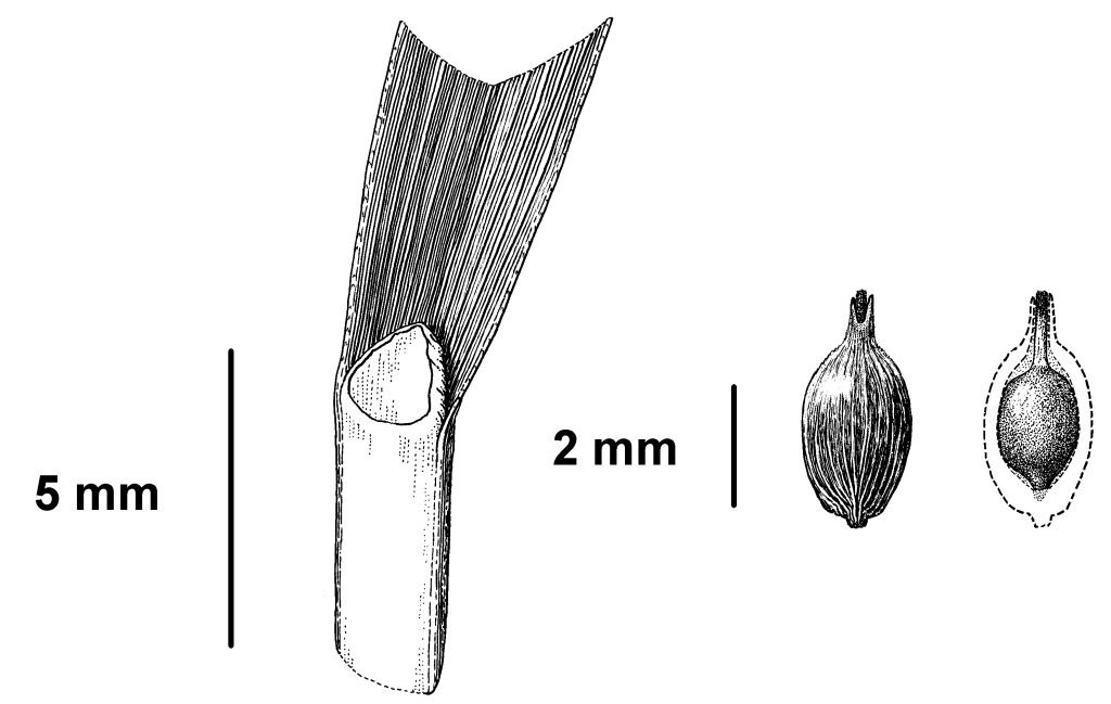 Carex divisa (hero image)