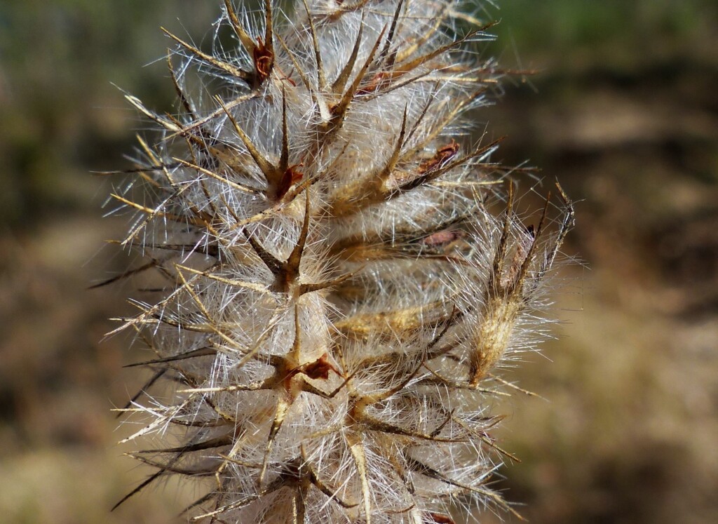 Trifolium arvense var. arvense (hero image)