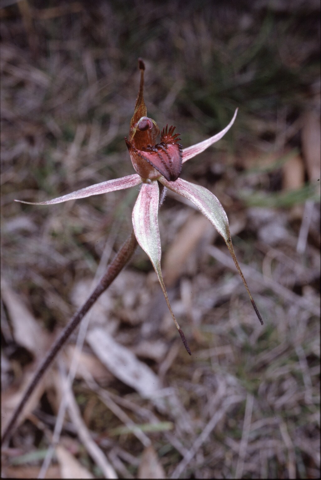 Caladenia reticulata (hero image)