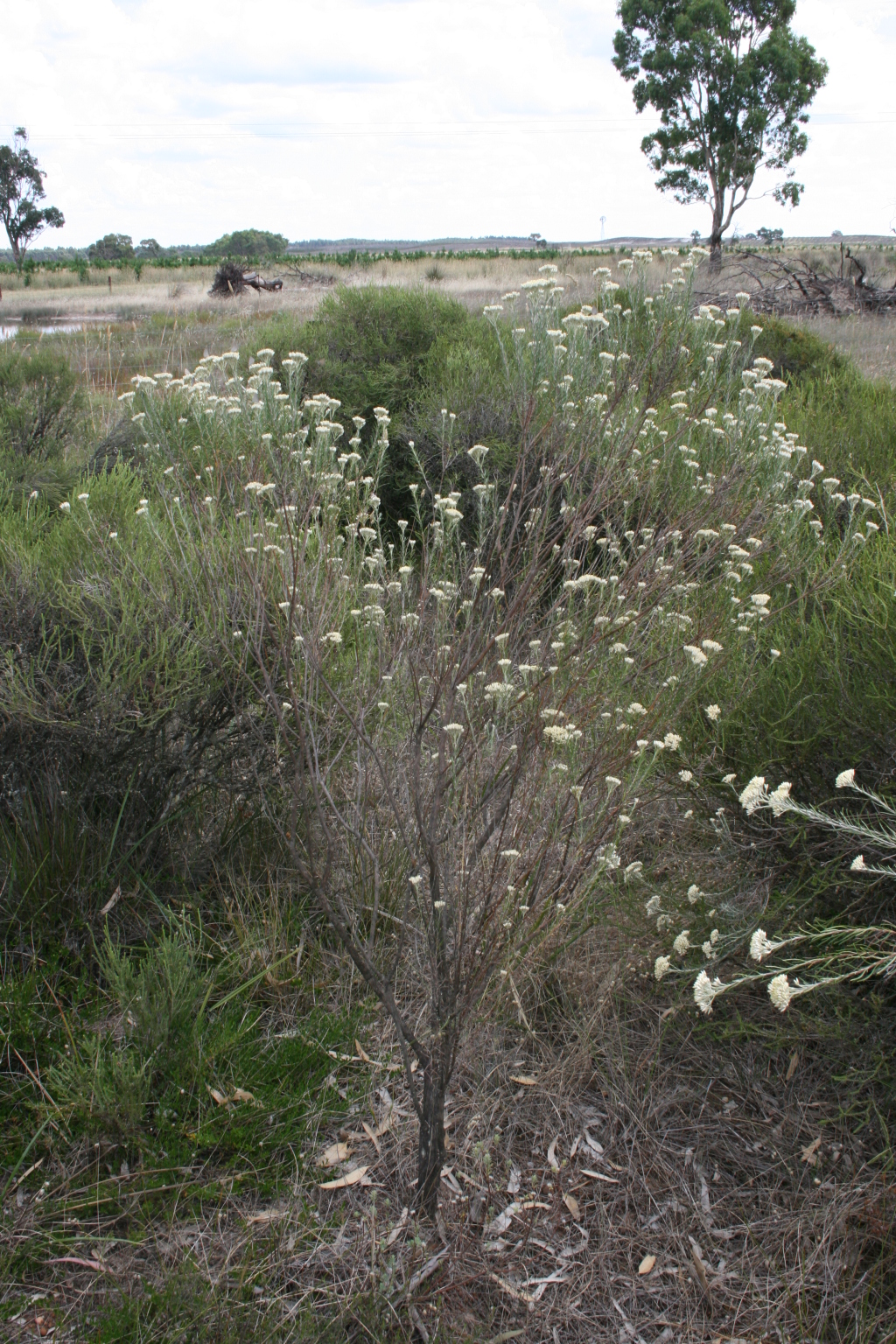 Cassinia tegulata (hero image)