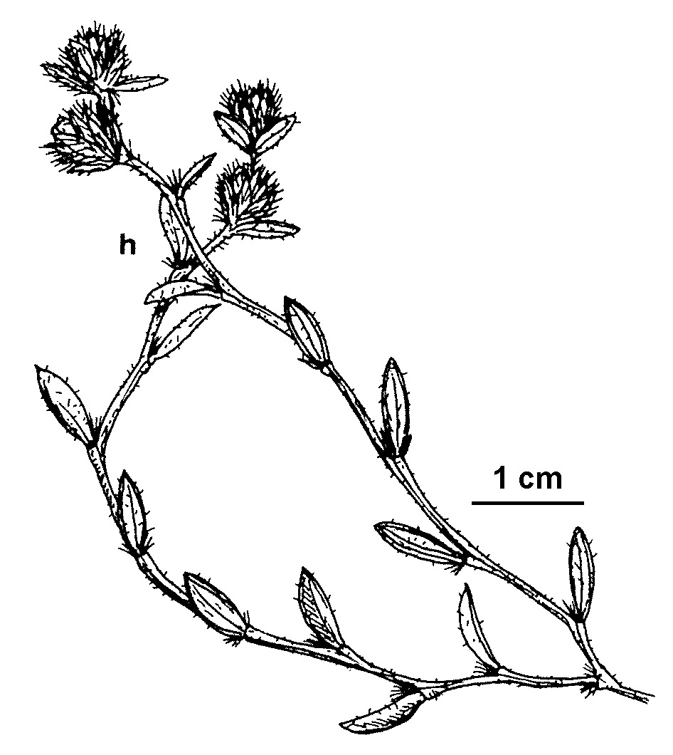 Hibbertia sessiliflora (hero image)