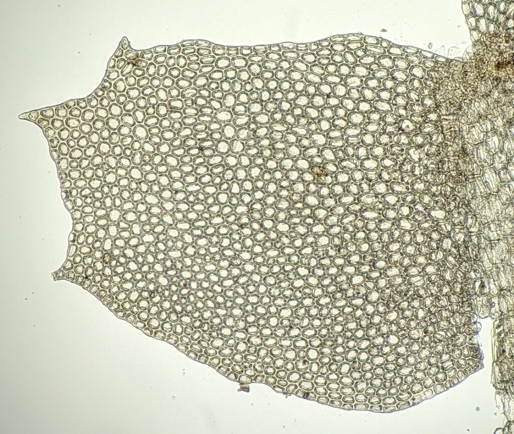 Leptophyllopsis (hero image)