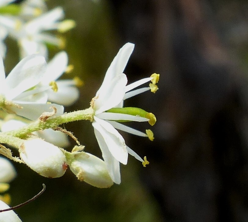 Bursaria spinosa subsp. lasiophylla (hero image)