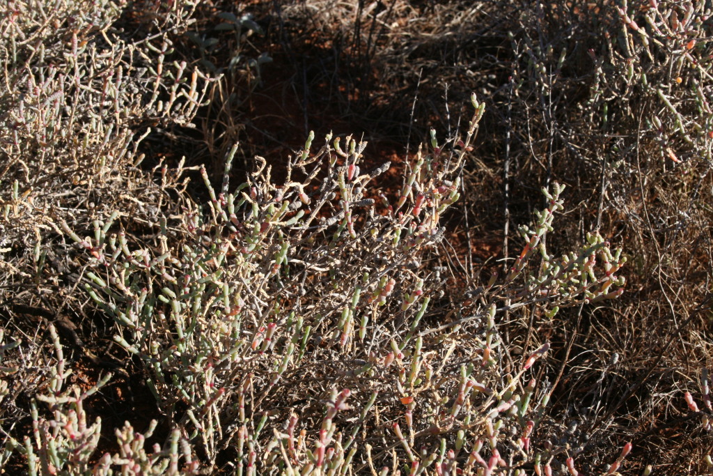 Tecticornia indica subsp. leiostachya (hero image)