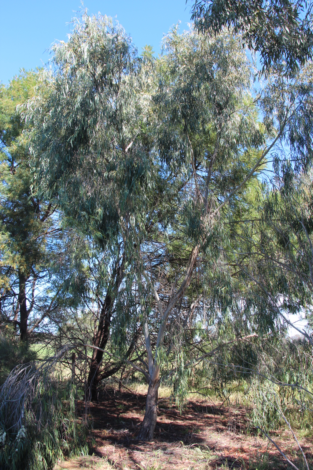 Eucalyptus elata (hero image)