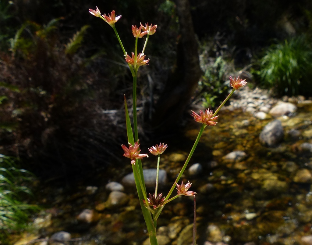 Juncus prismatocarpus subsp. prismatocarpus (hero image)