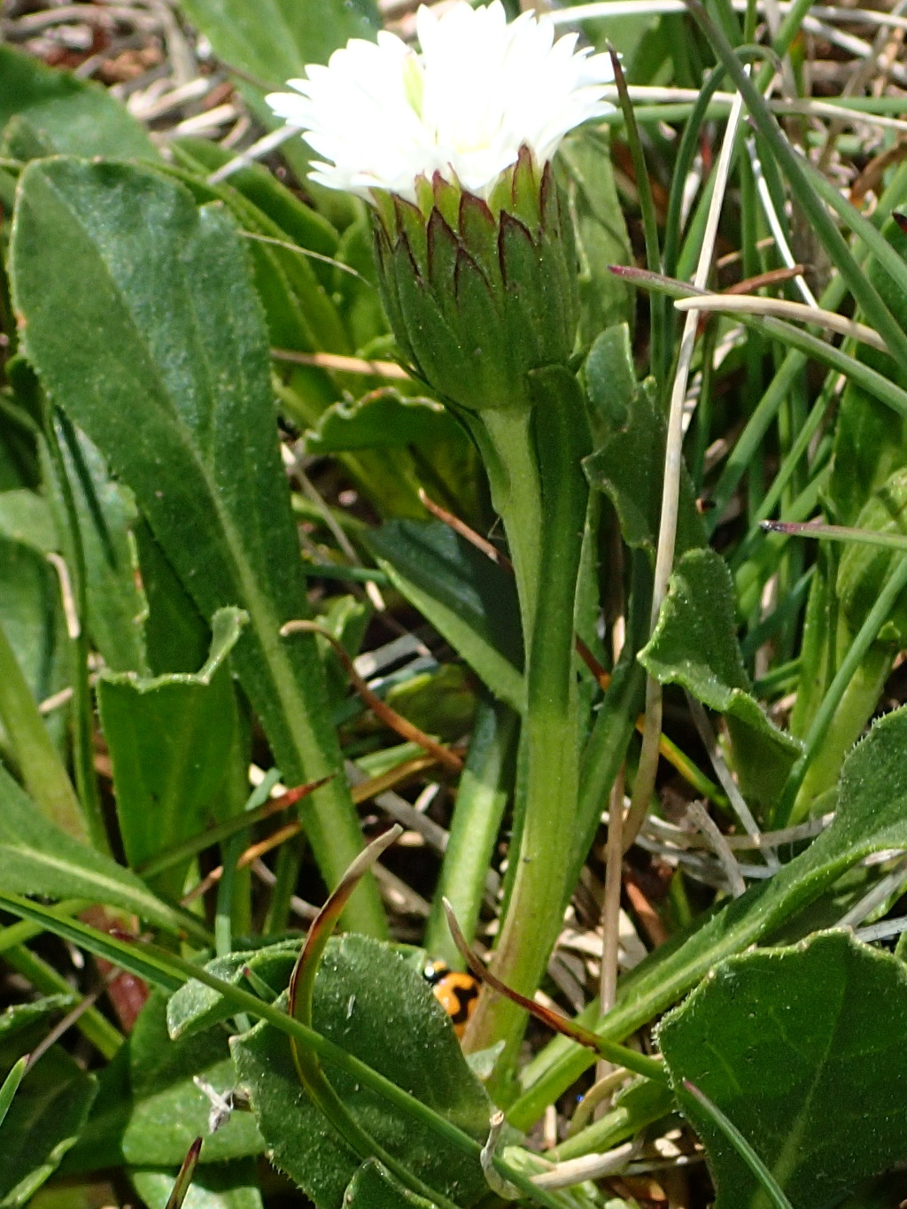 Pappochroma nitidum (hero image)