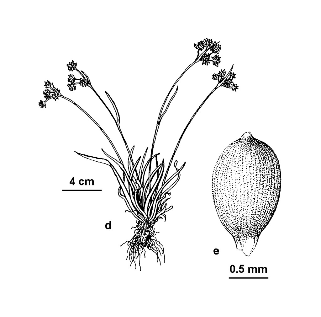 Luzula novae-cambriae (hero image)