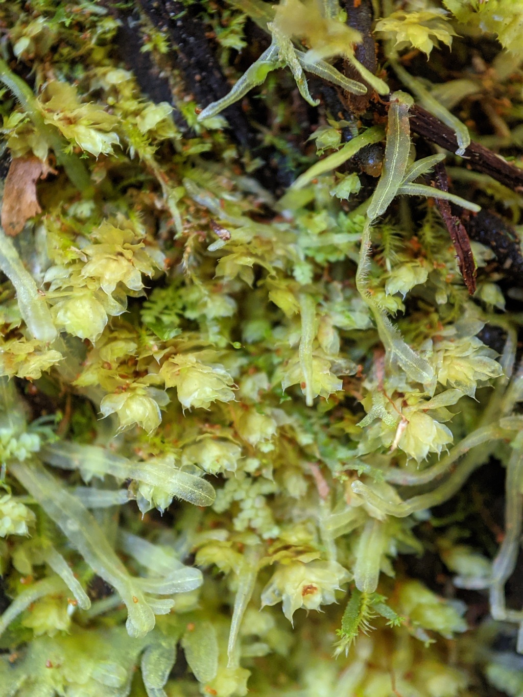 Distichophyllum (hero image)