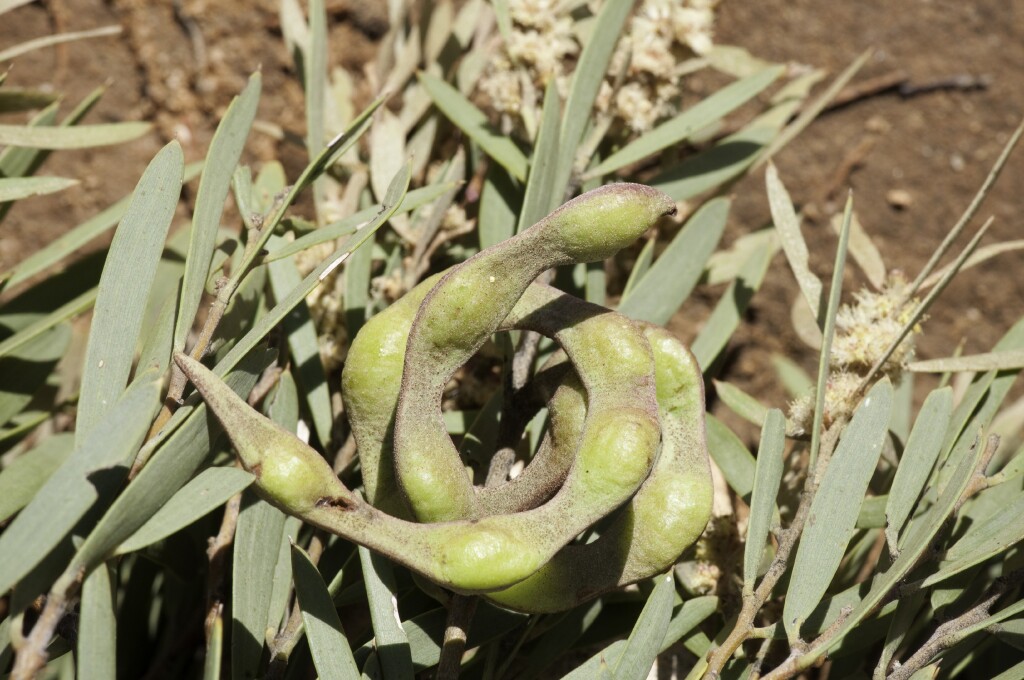 Acacia oswaldii (hero image)