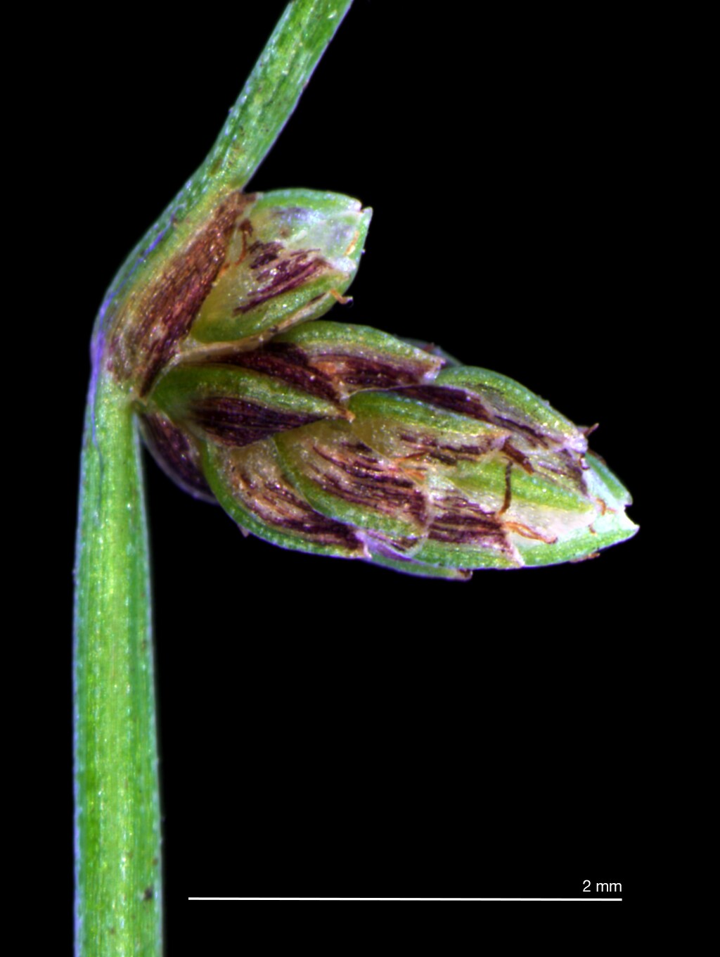 Isolepis sepulcralis (hero image)