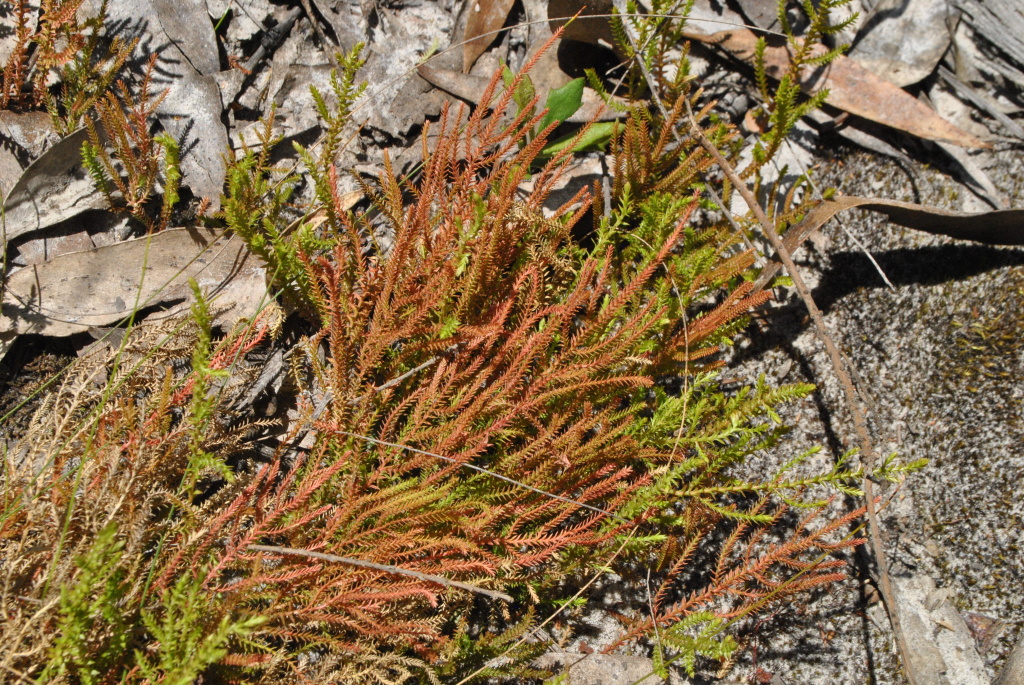 Selaginella uliginosa (hero image)