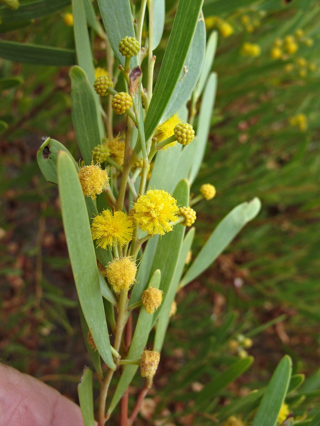 Acacia cyclops (hero image)