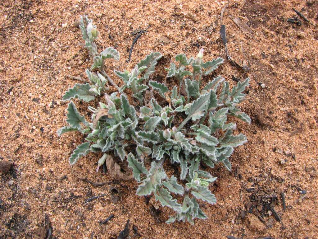 Convolvulus crispifolius (hero image)