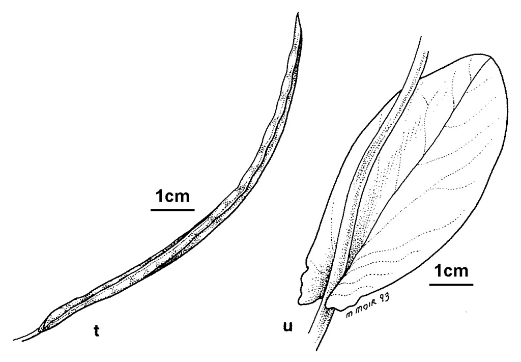 Conringia (hero image)