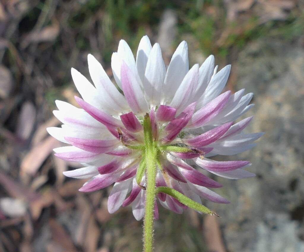 Coronidium waddelliae (hero image)