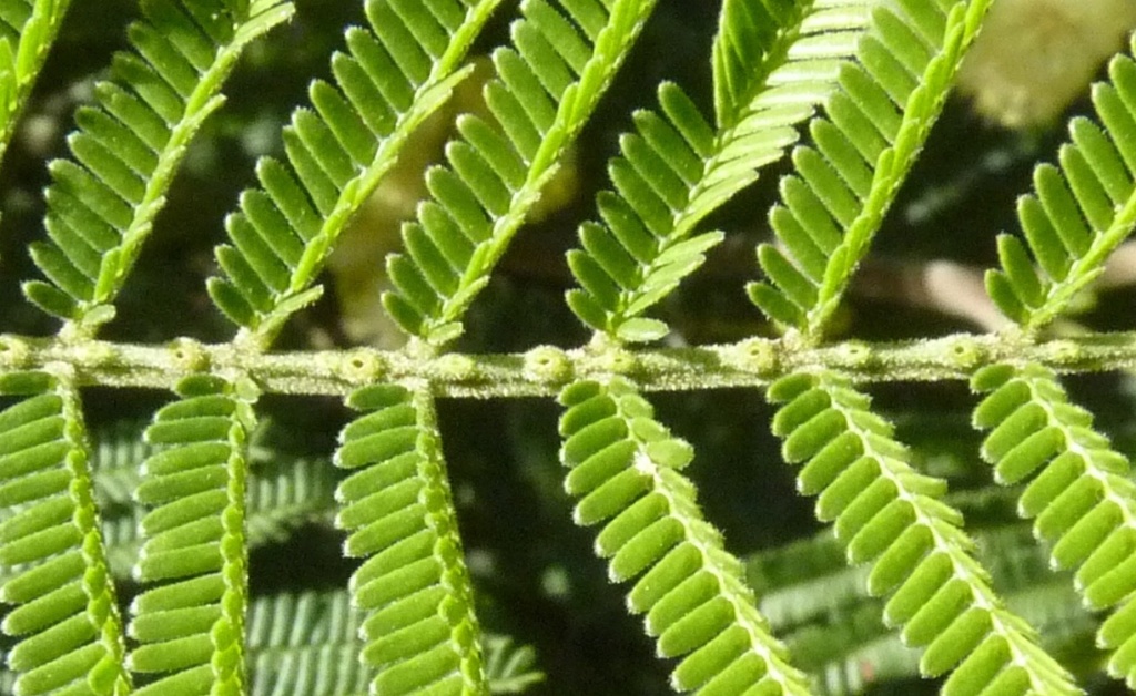 Acacia mearnsii (hero image)