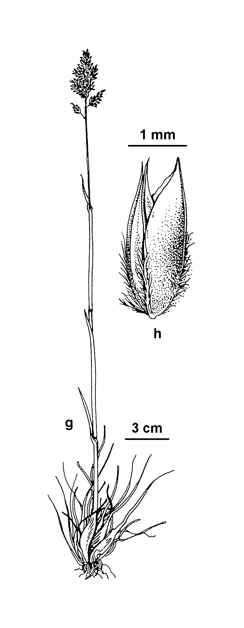 Poa bulbosa var. bulbosa (hero image)