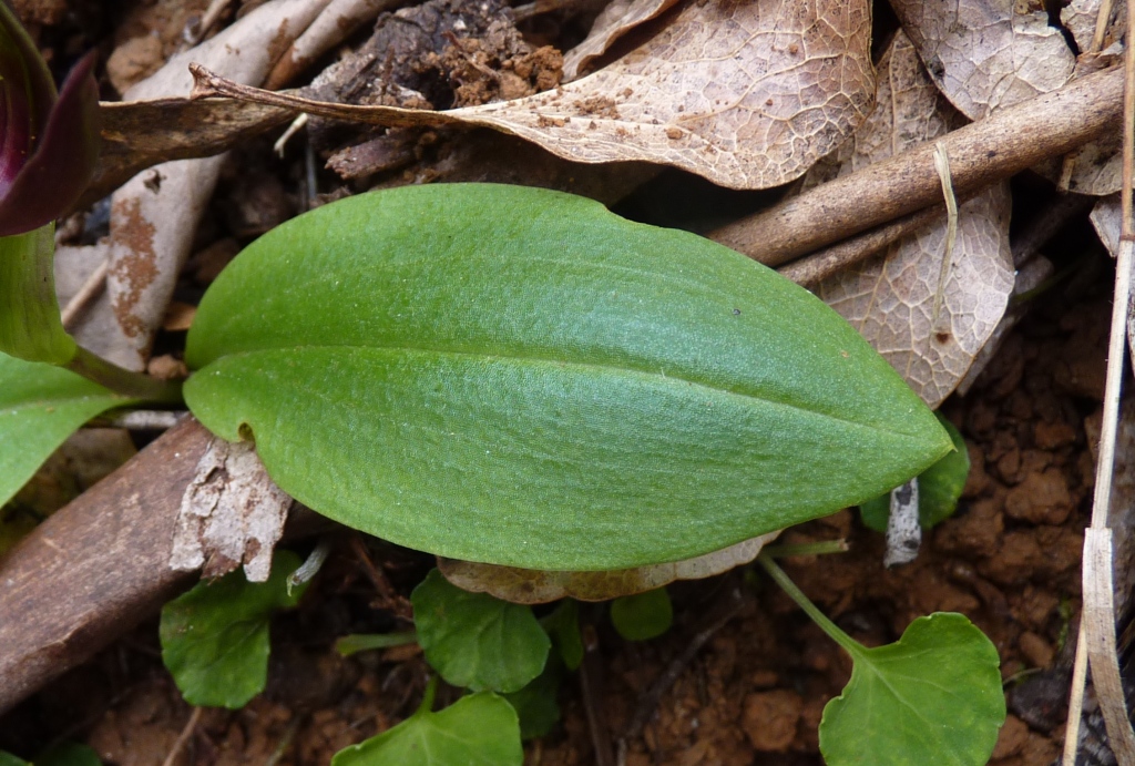 Chiloglottis valida (hero image)