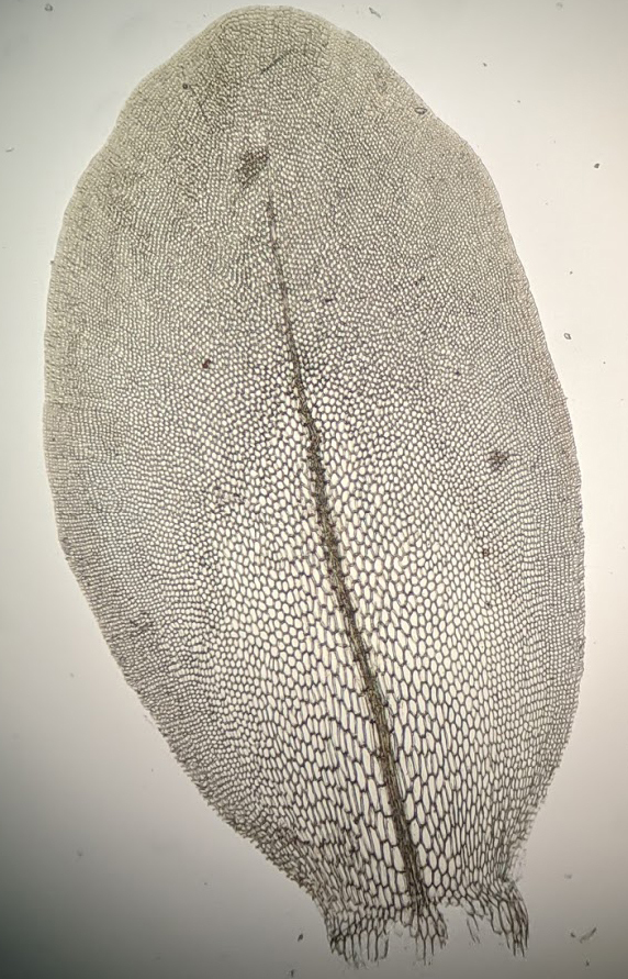 Distichophyllum microcarpum (hero image)