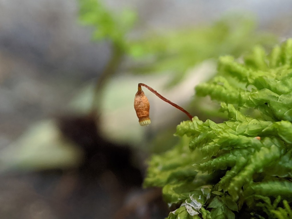 Hypopterygiaceae (hero image)
