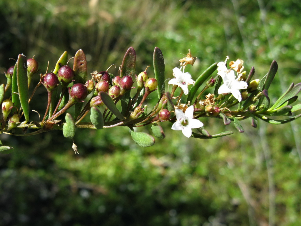 Myoporum parvifolium (hero image)