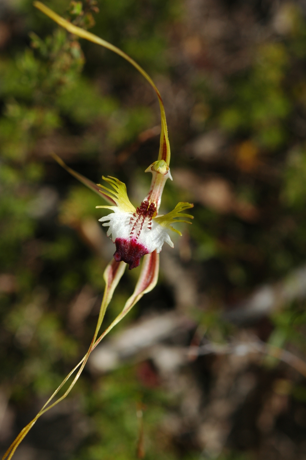 Caladenia tentaculata (hero image)