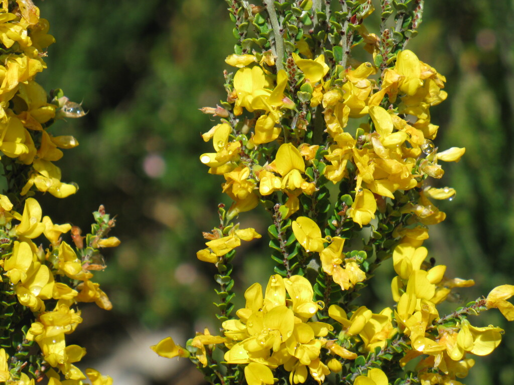 Bossiaea sericea (hero image)