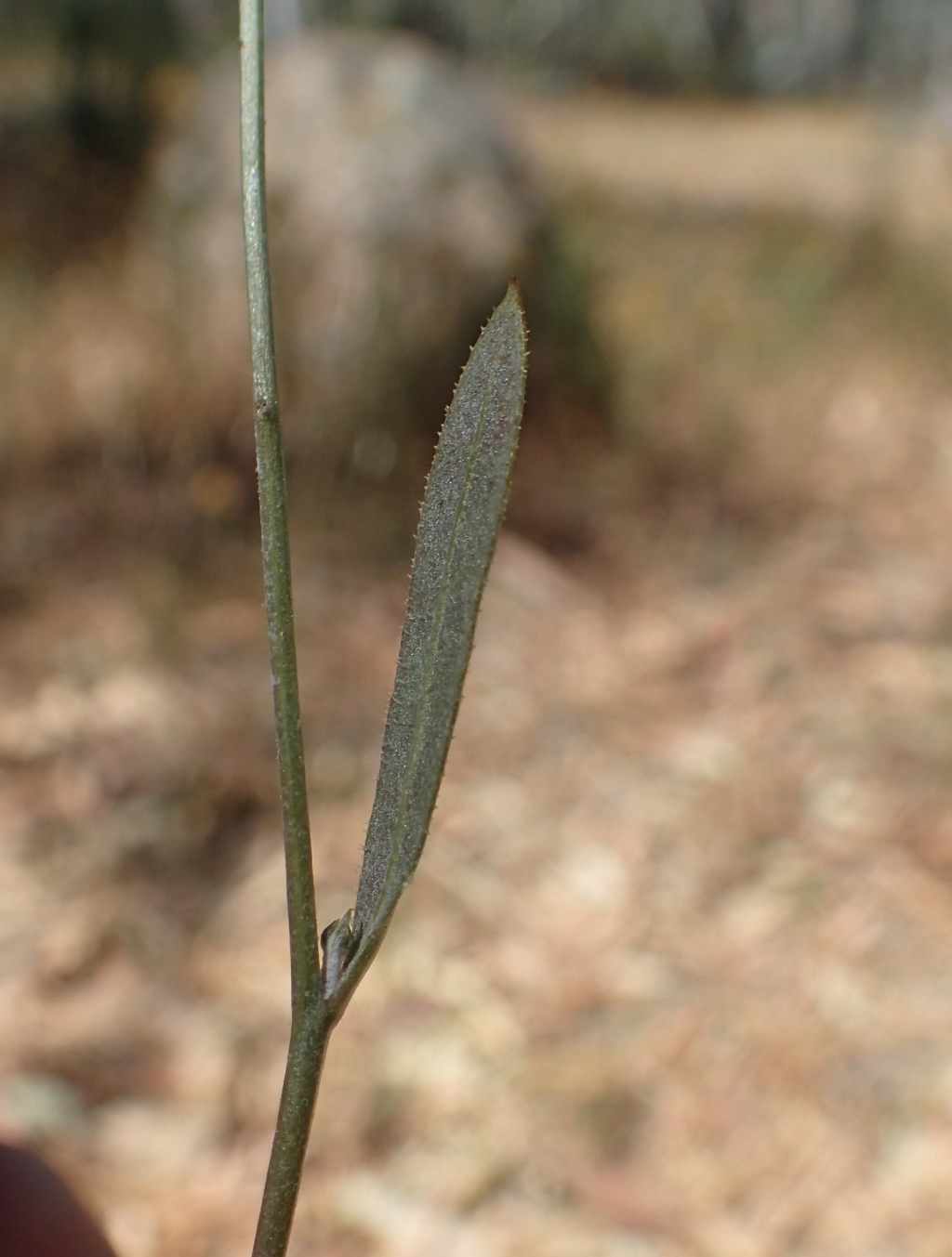 Tolpis (hero image)