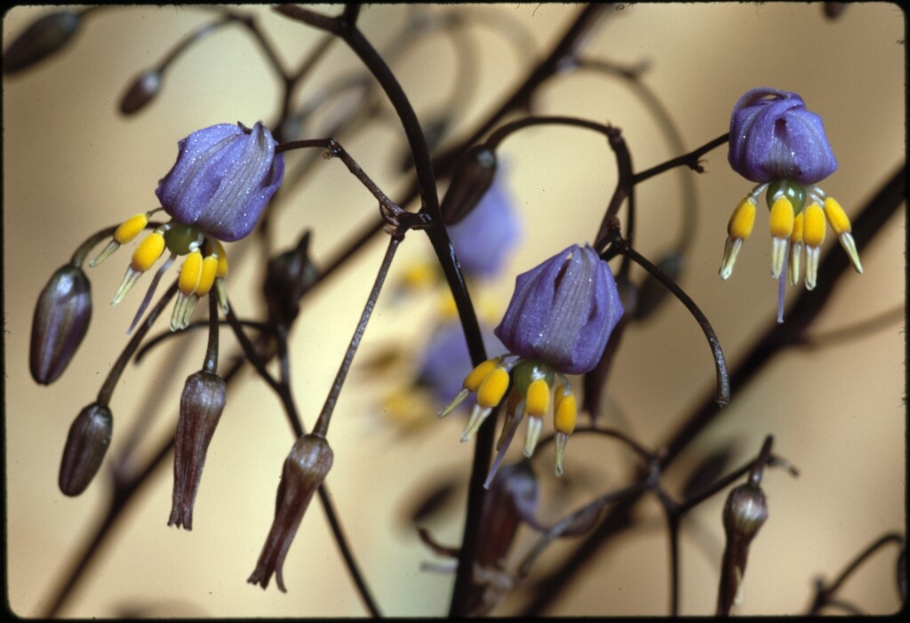 Dianella caerulea (hero image)