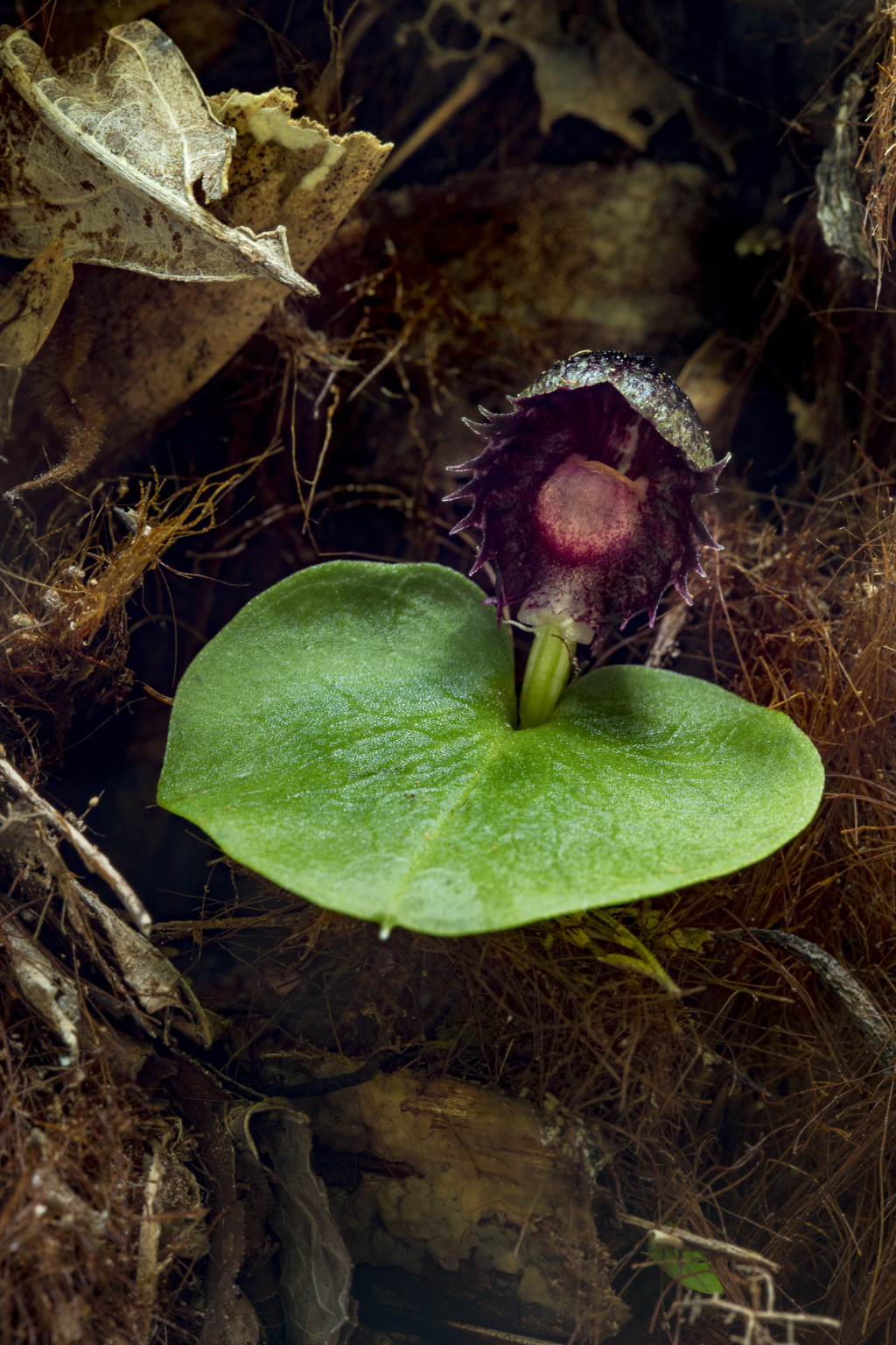 Corybas grumulus (hero image)