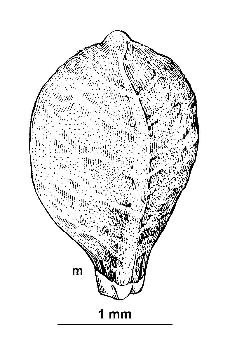 Schoenus racemosus (hero image)