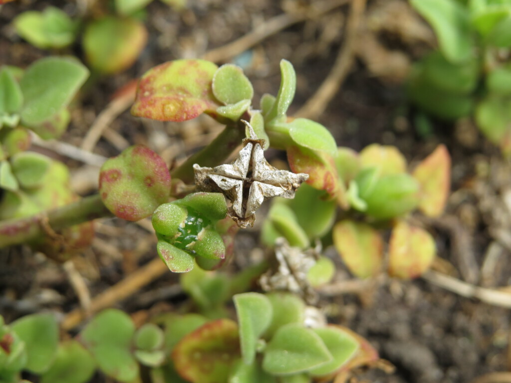 Mesembryanthemum cordifolium (hero image)