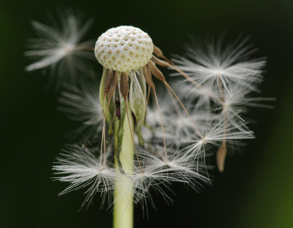Taraxacum (hero image)