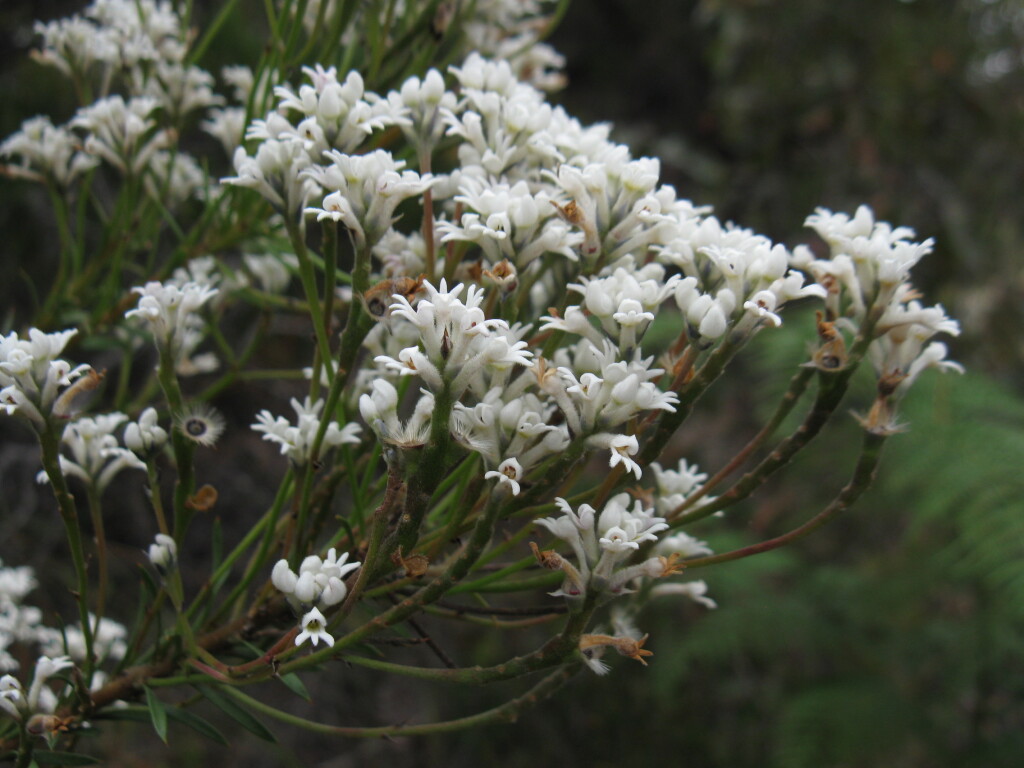 Conospermum taxifolium (hero image)