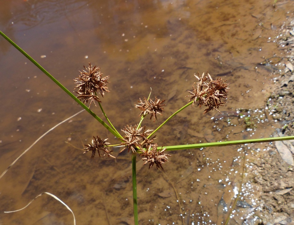 Cyperus gunnii (hero image)