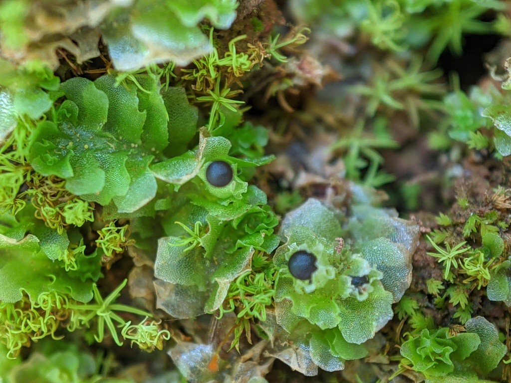 Fossombroniaceae (hero image)