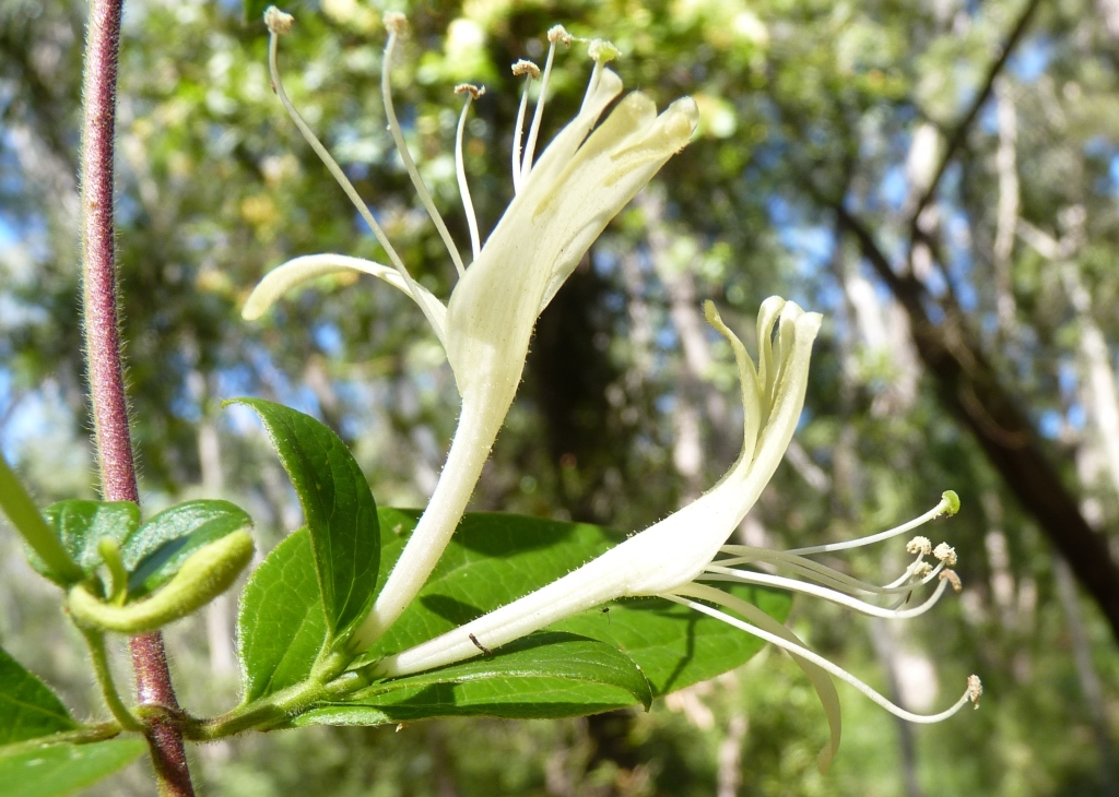 Lonicera japonica (hero image)