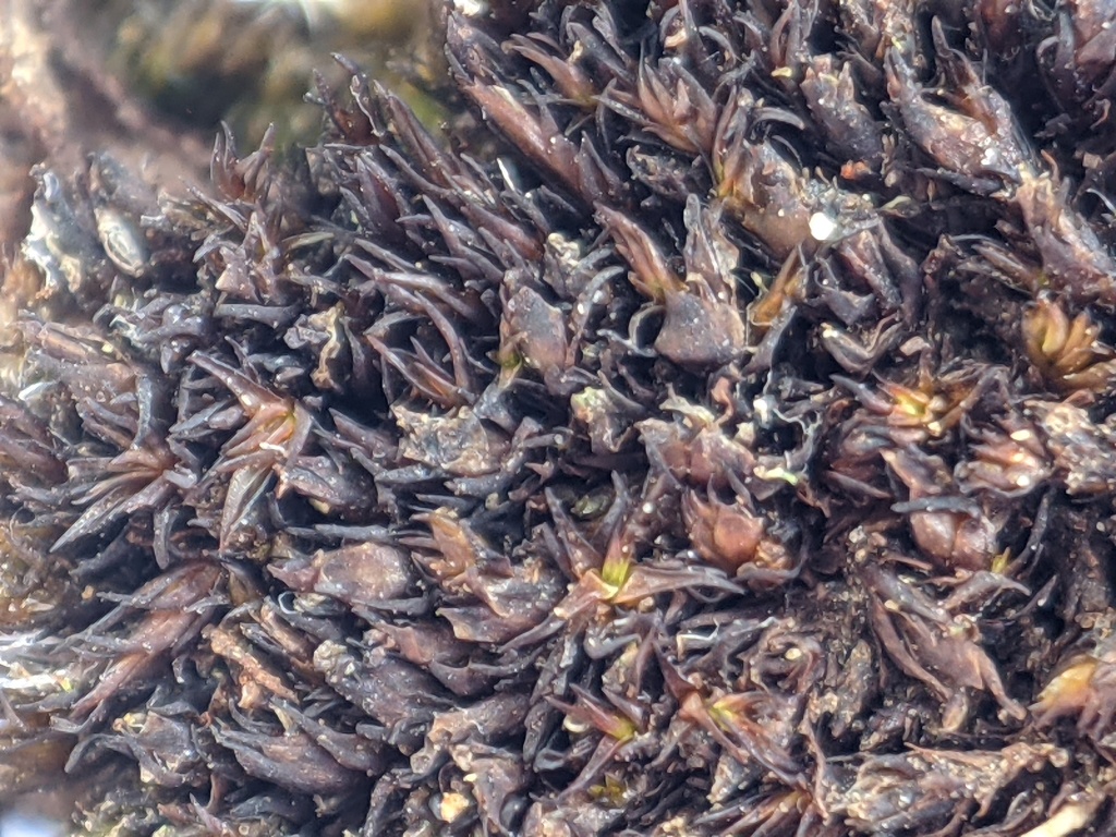 Andreaea flabellata (hero image)