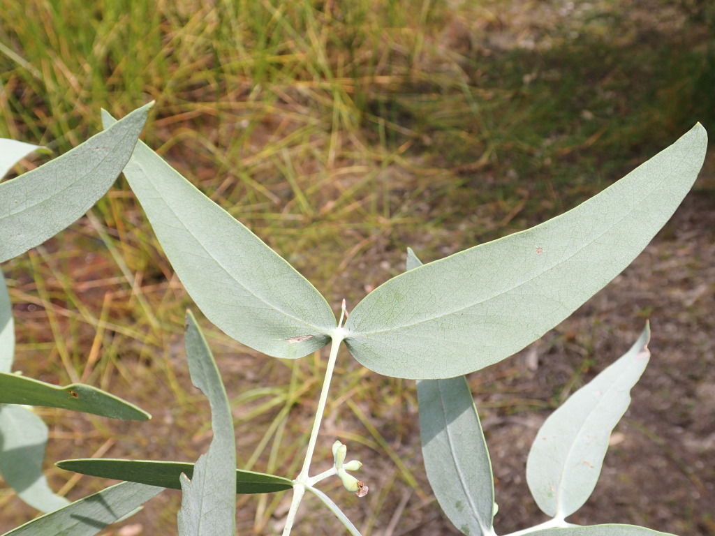 Eucalyptus cephalocarpa (hero image)