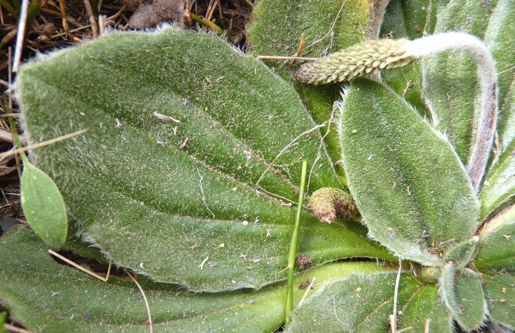 Plantago euryphylla (hero image)