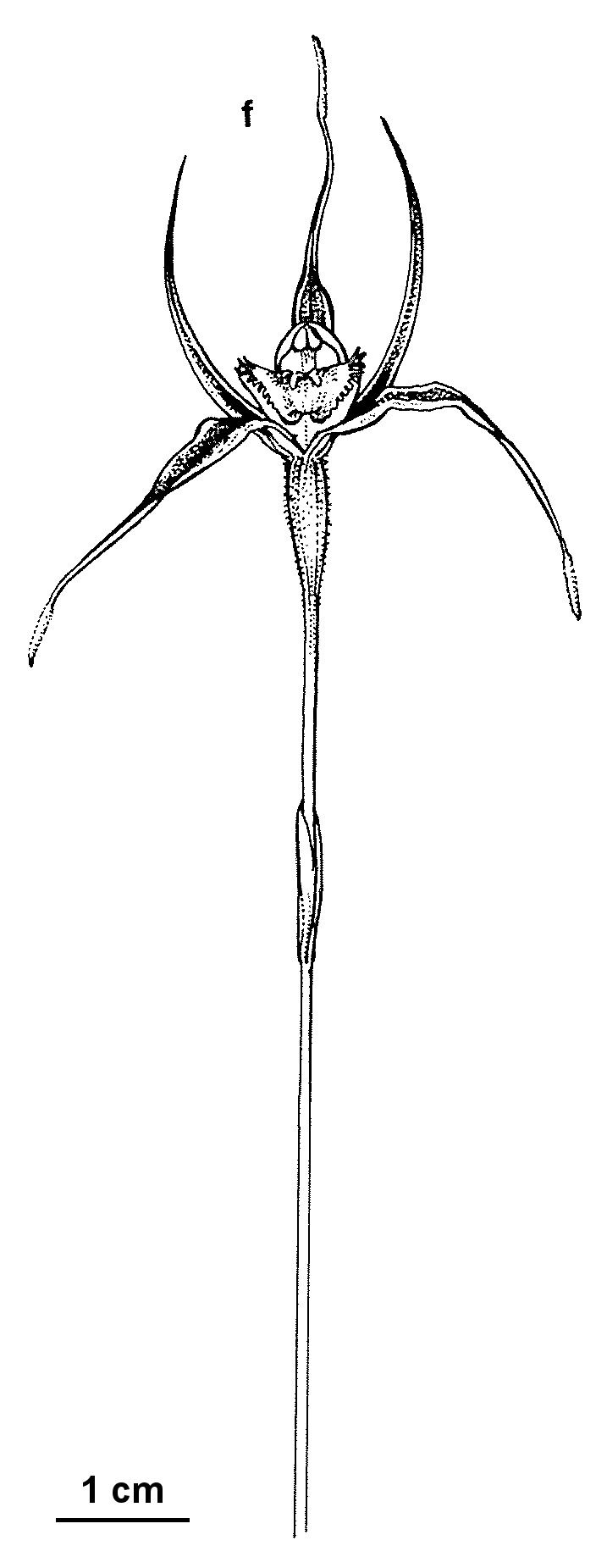 Caladenia calcicola (hero image)