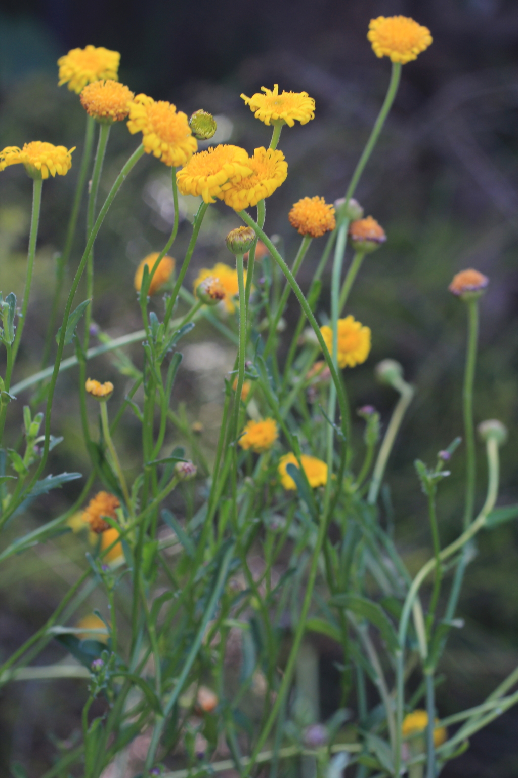 Brachyscome chrysoglossa (hero image)