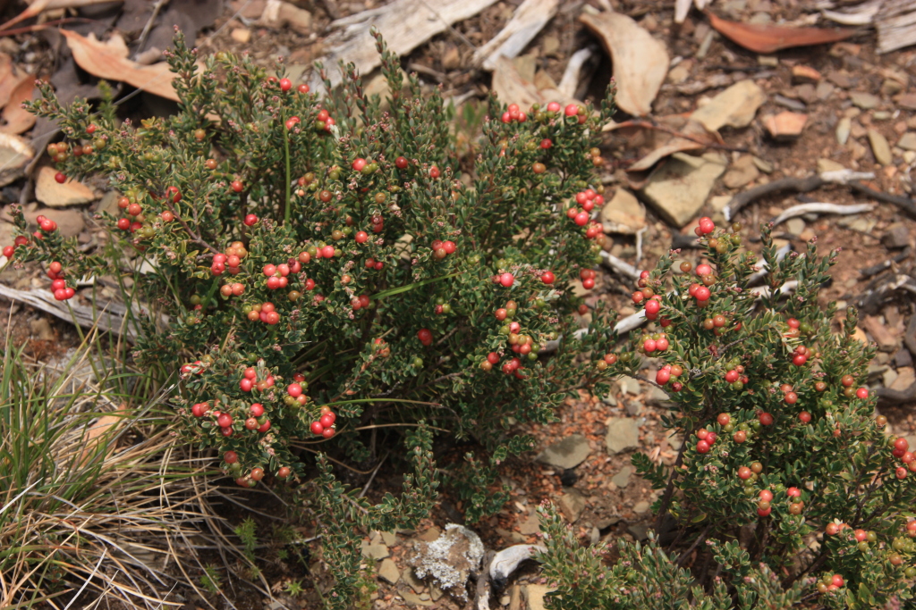 Acrothamnus montanus (hero image)