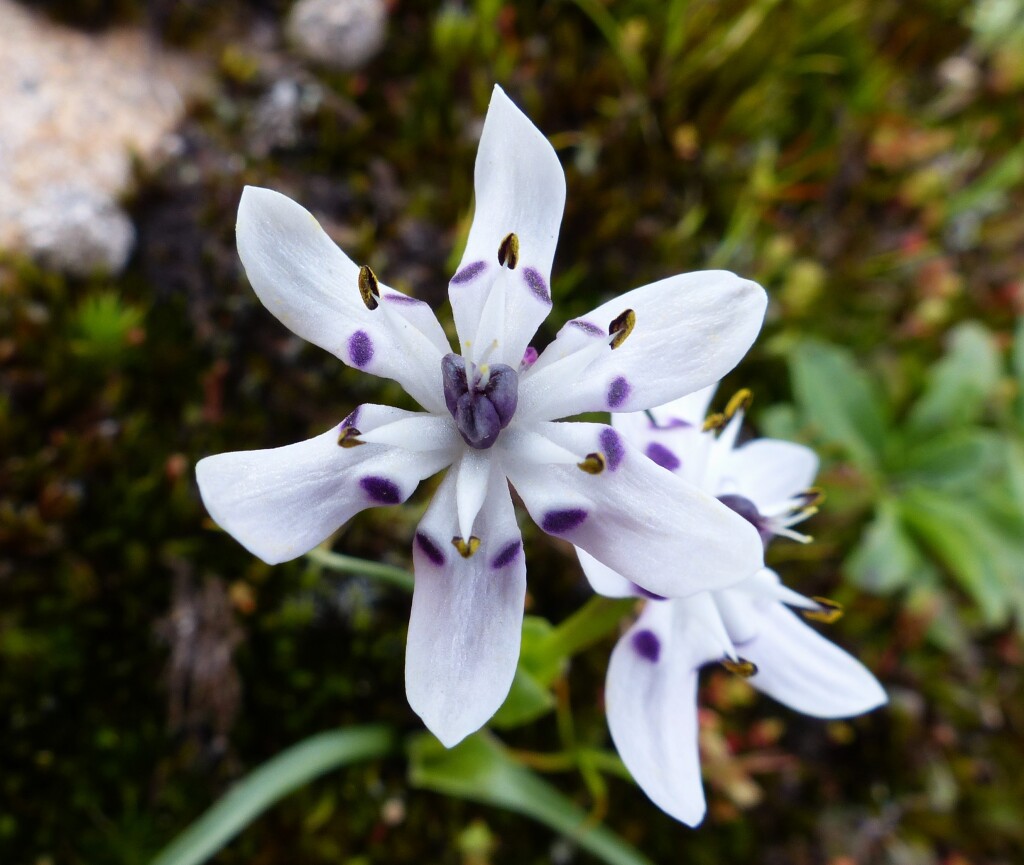 Colchicaceae (hero image)