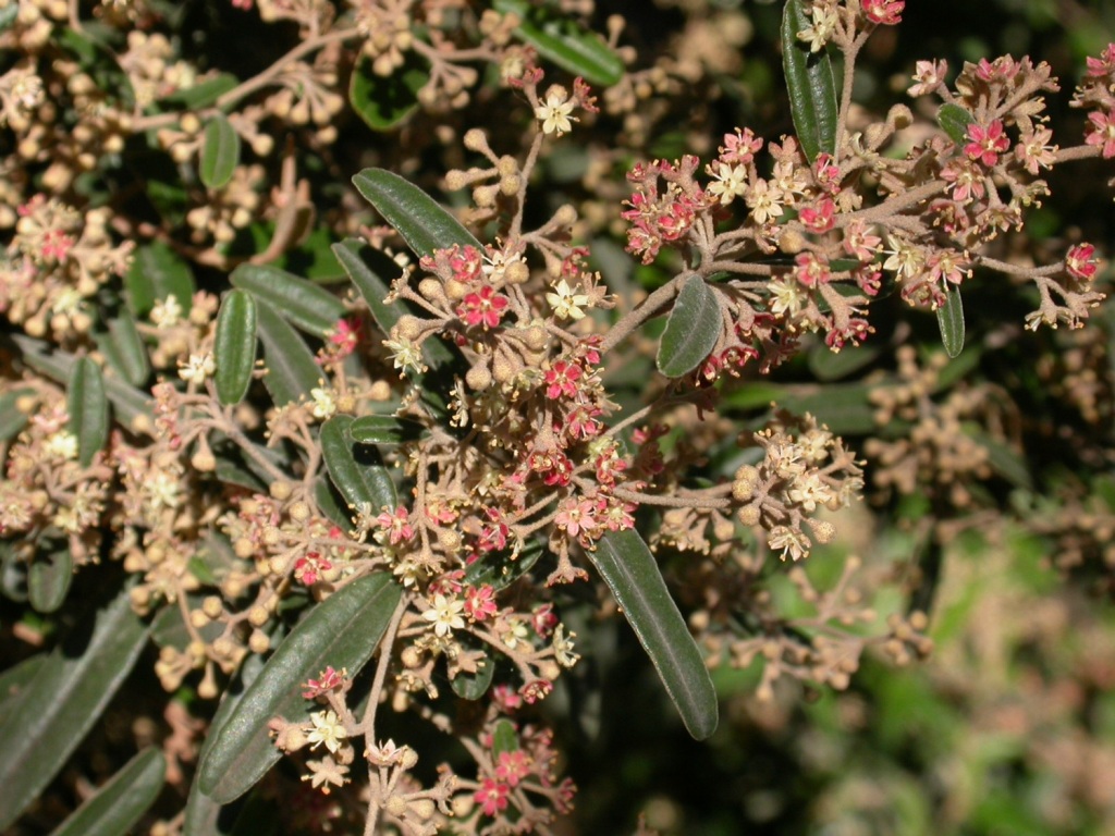 Pomaderris oblongifolia (hero image)