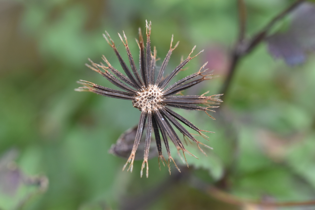 Bidens pilosa var. minor (hero image)