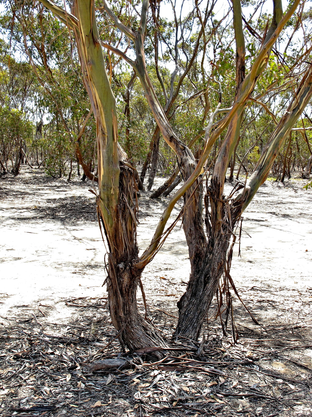 Eucalyptus behriana (hero image)