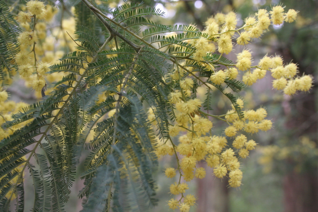 Acacia dealbata subsp. dealbata (hero image)