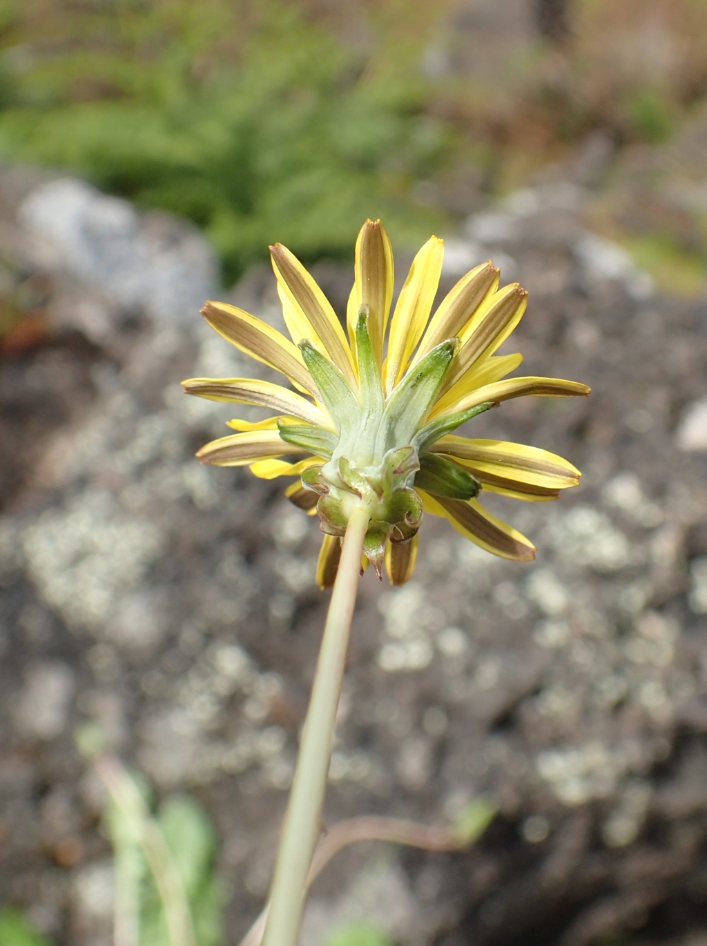 Taraxacum hepaticolor (hero image)